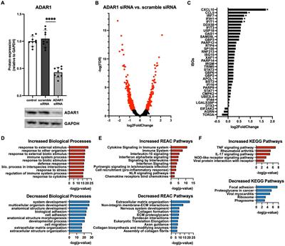 ADAR1 suppression causes interferon signaling and transposable element transcript accumulation in human astrocytes